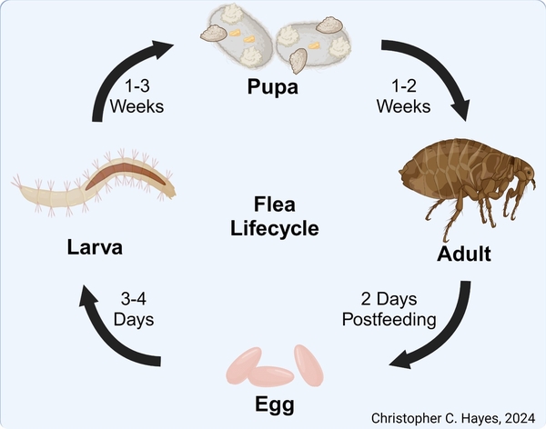 flea life cycle
