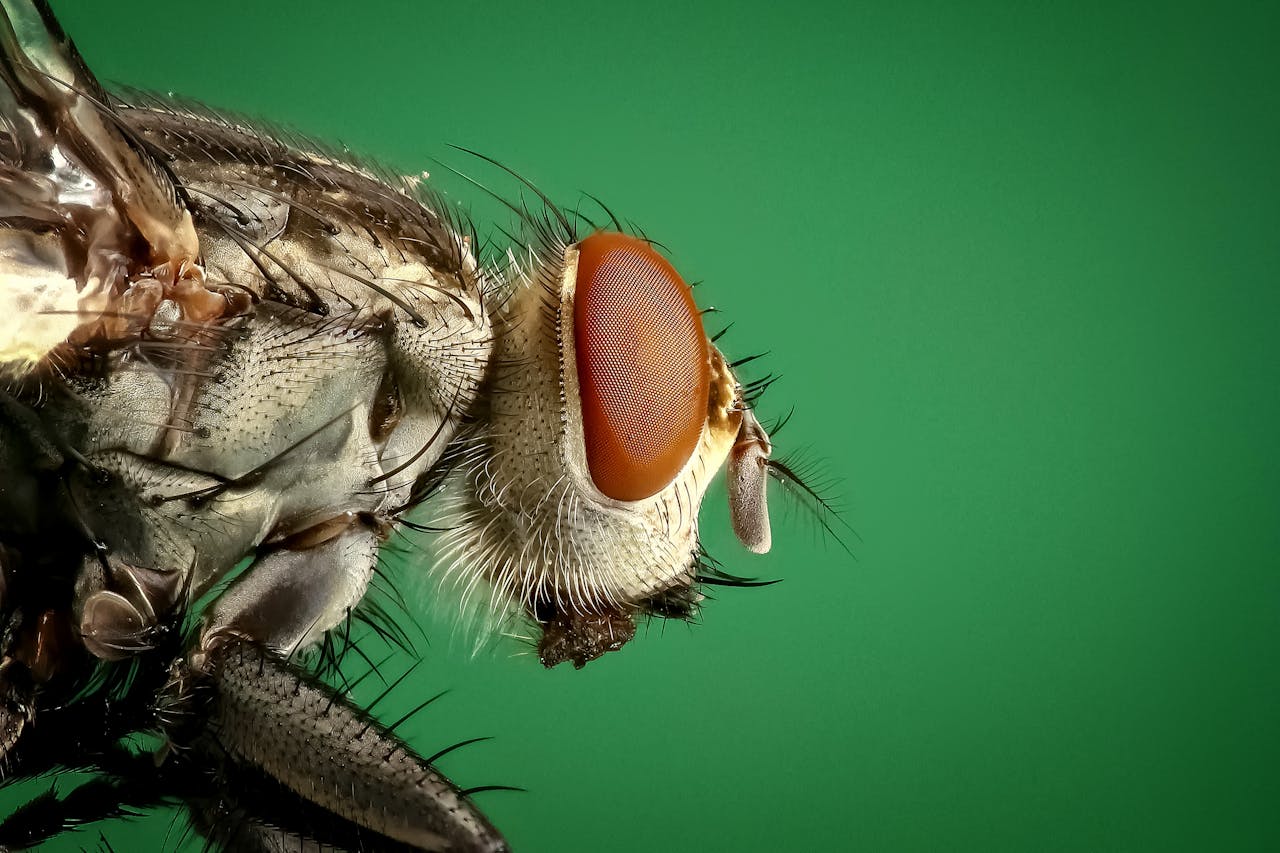 why-choose-us Detailed macro image of a housefly showing its compound eyes and intricate body structure.