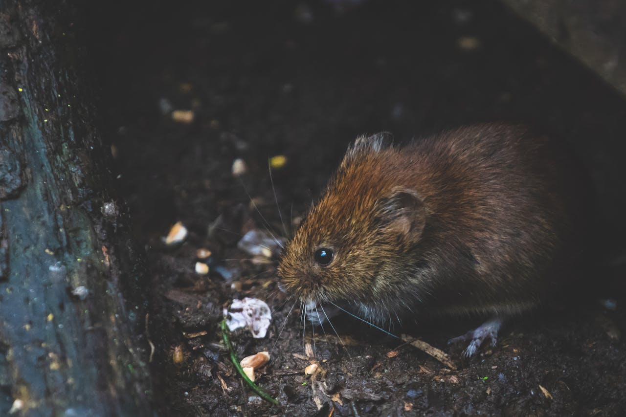 journey Close-up of a bank vole exploring forest floor, showcasing its natural habitat.