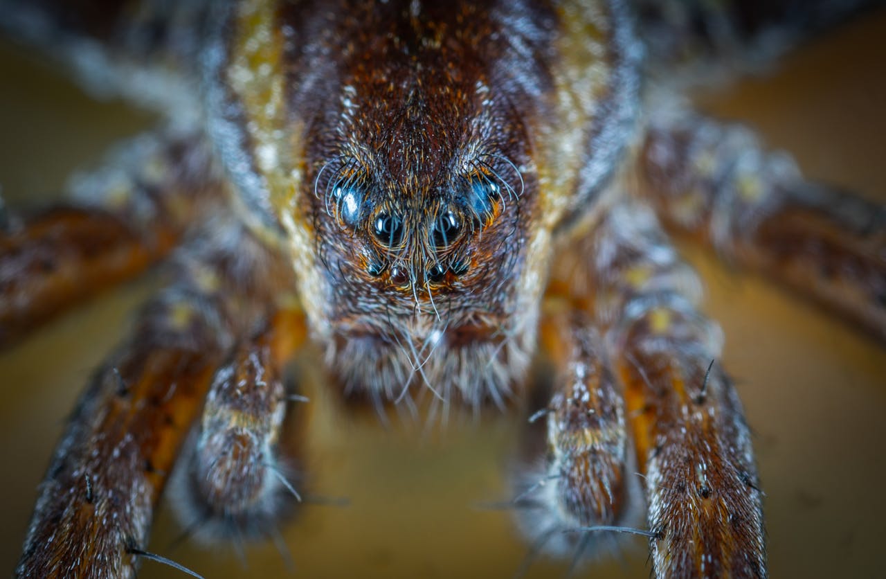 Detailed macro shot of a spider's face, showcasing its eyes and hairy texture.
