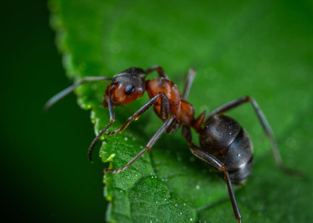 pexels photo 1104974 Detailed macro photograph showing an ant on a vibrant green leaf.