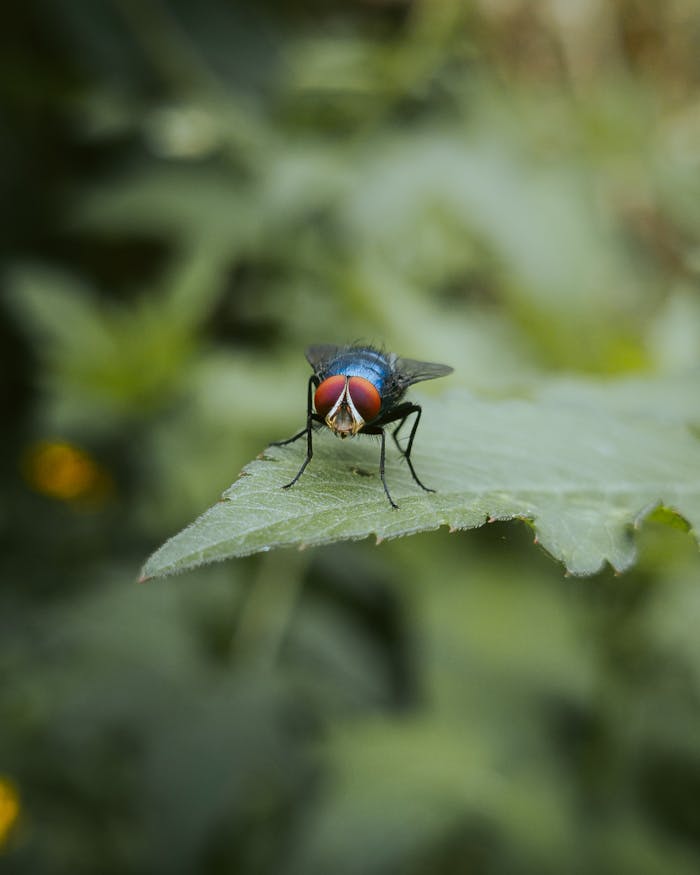 Detailed close-up of a fly perched on a leaf in a natural setting, showcasing vibrant colors and focus.