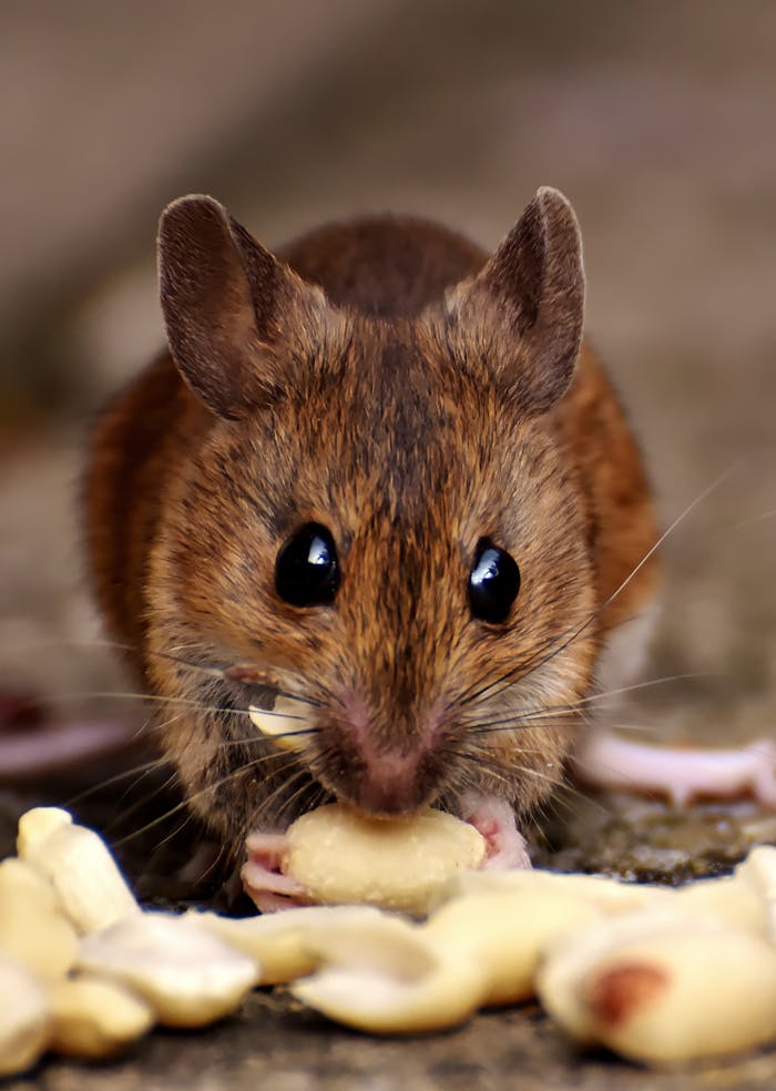Adorable close-up of a brown mouse nibbling on peanuts with big button eyes and soft whiskers.
