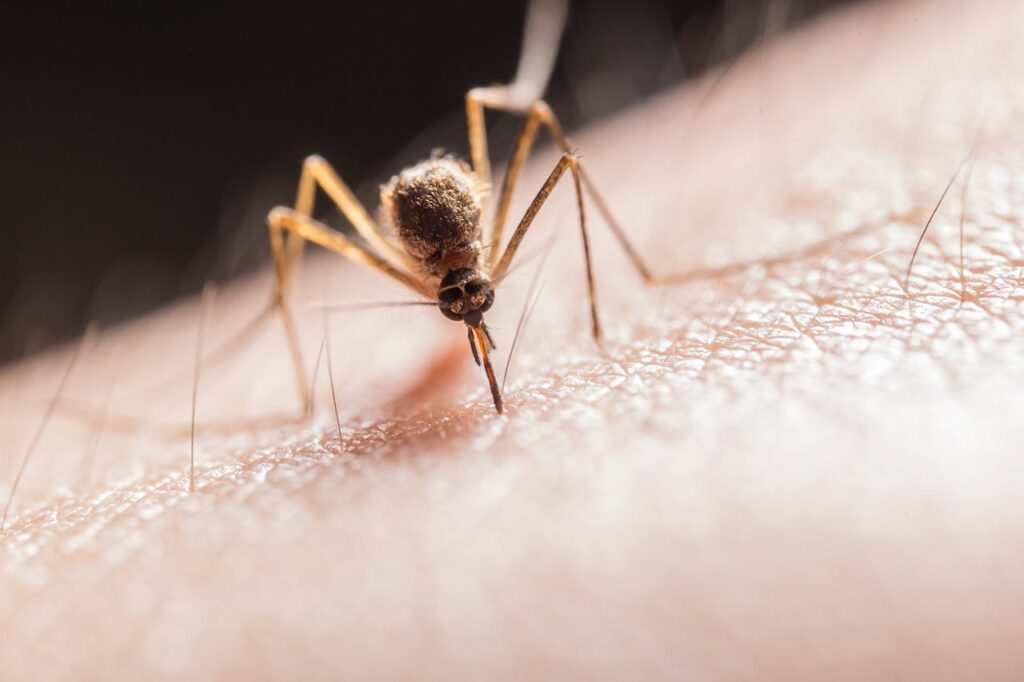 pexels photo 2382223 Macro shot capturing a mosquito piercing skin with its proboscis, highlighting its role as a pest.