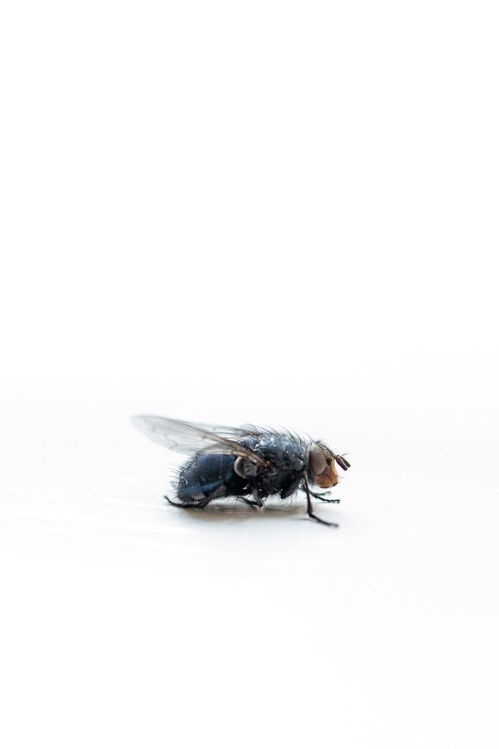 Detailed macro view of a housefly with minimalistic white background.