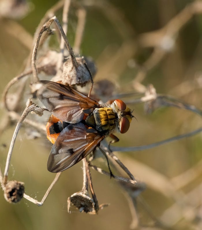 Detailed image of a Tachinid fly (Tachinidae) resting on a dried plant in natural setting.