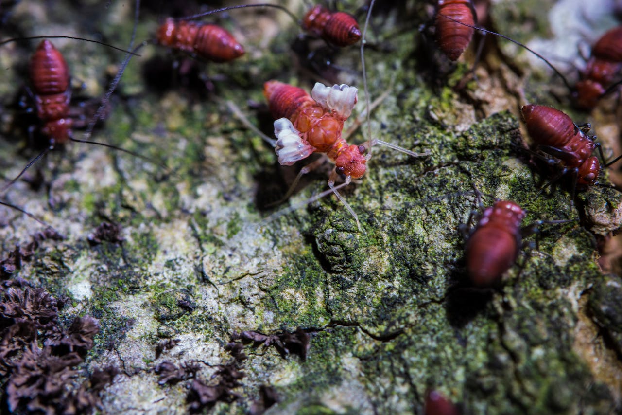 Macro shot of red insects crawling on moss-covered tree bark.