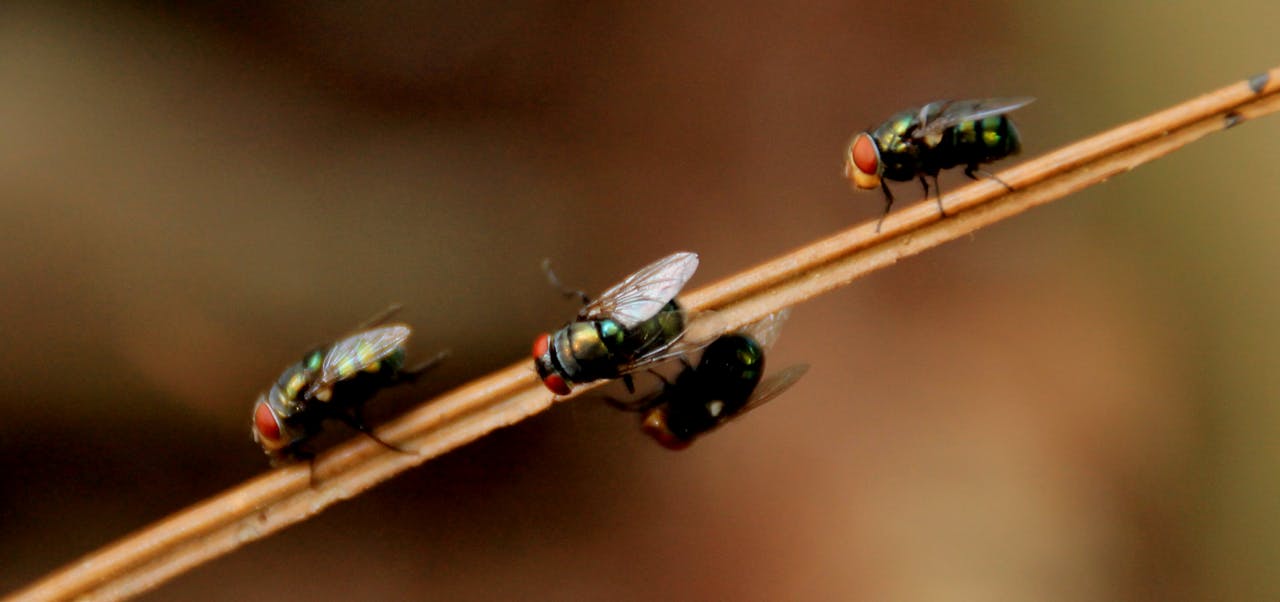 who-we-are Detailed macro photograph showcasing houseflies perched on a branch with natural background.