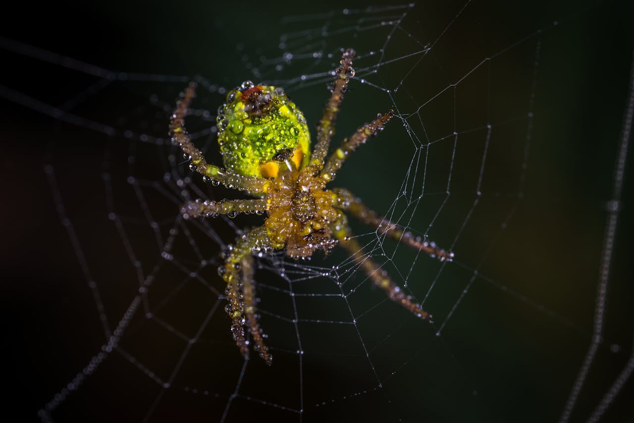 Close-up of a brightly colored spider with dew drops on a delicate spiderweb, captured outdoors.