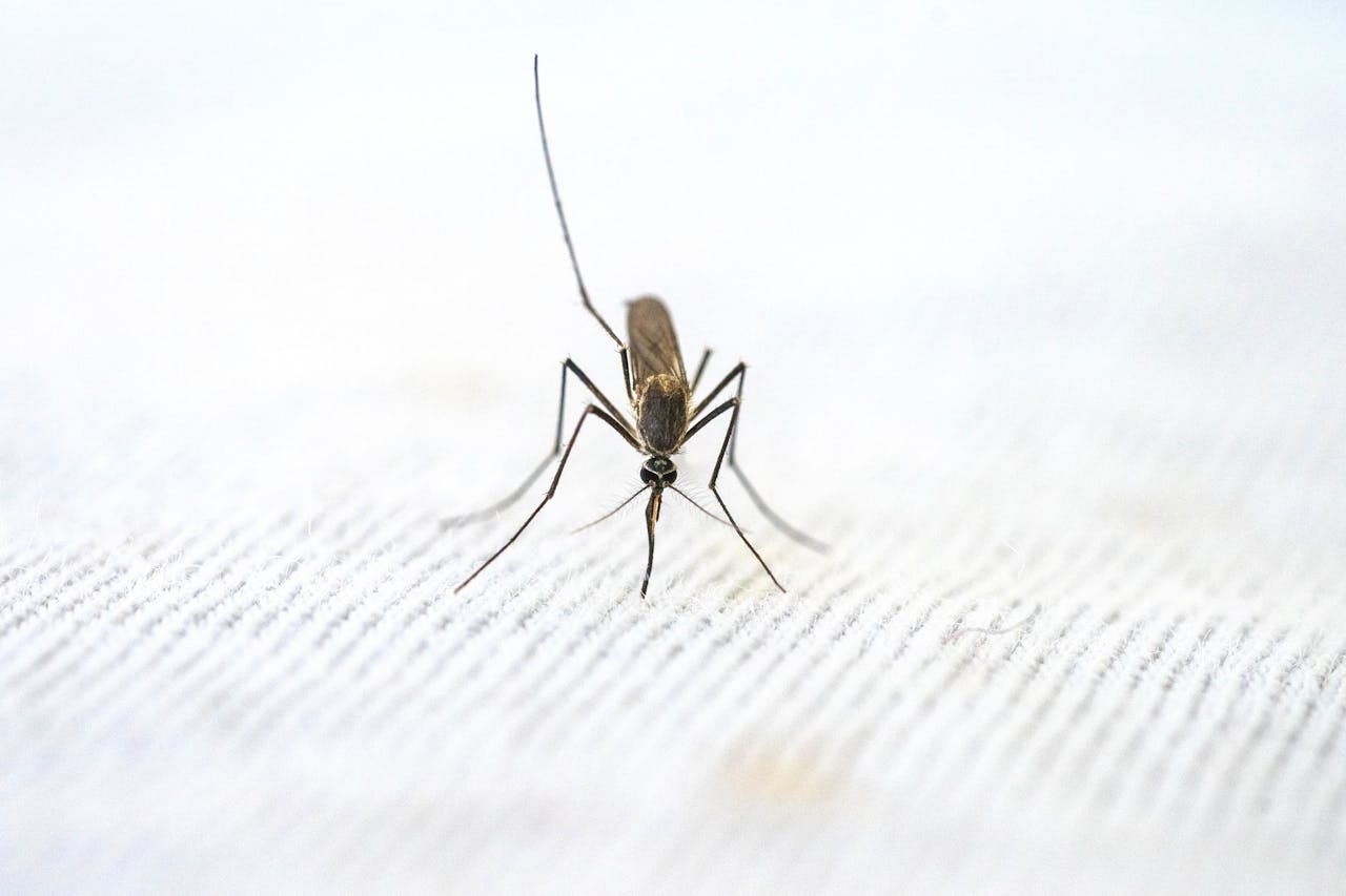 Detailed close-up of a mosquito standing on a textured white surface.