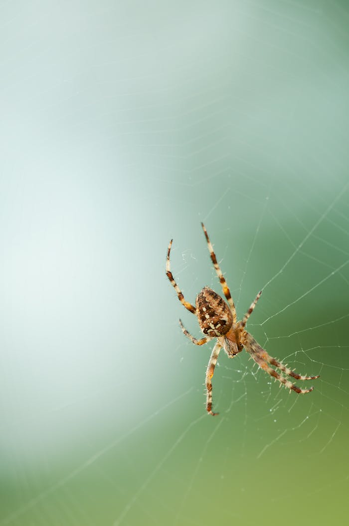 Macro shot of a spider on its delicate web against a blurred natural background.